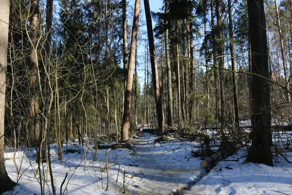 Forêt Pins Hiver Par Une Journée Ensoleillée — Photo