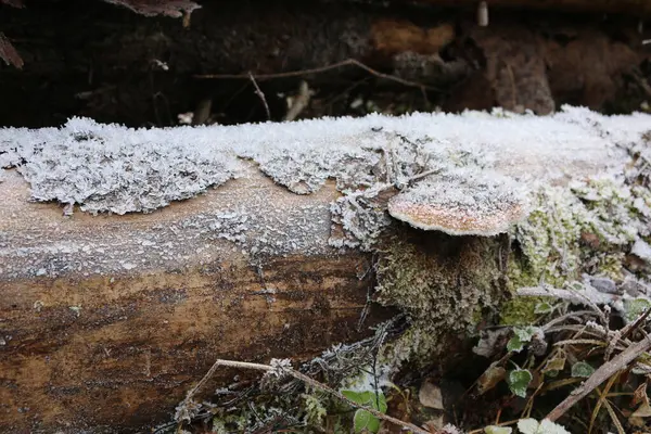 Cogumelos Neve Musgo Árvore — Fotografia de Stock