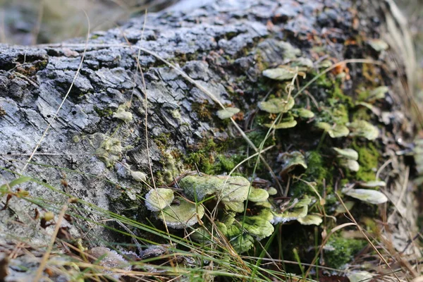 Champignons Verts Hiver Sur Arbre — Photo