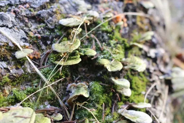 Groene Paddestoelen Winter Een Boom — Stockfoto