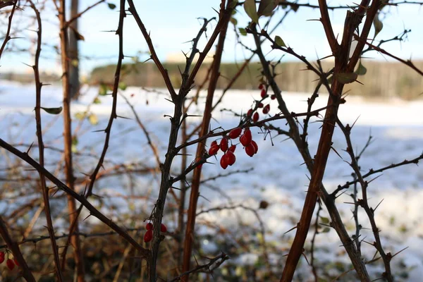 Bacche Rosse Inverno Sul Cespuglio — Foto Stock