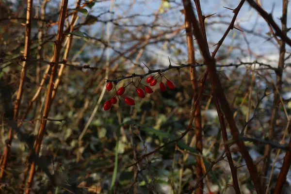 Bayas Rojas Invierno Arbusto — Foto de Stock