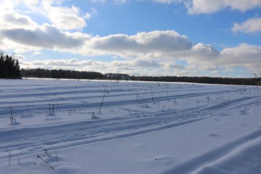 Kar tarlası, mavi bir gökyüzü güneşli bir gün, çam ormanı.