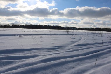 Kar tarlası, mavi bir gökyüzü güneşli bir gün, çam ormanı.