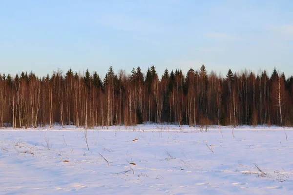 Schneefeld Blauer Himmel Sonniger Tag Der Kiefernwald — Stockfoto