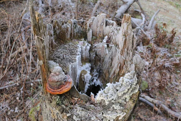Cogumelos Neve Inverno Uma Árvore — Fotografia de Stock