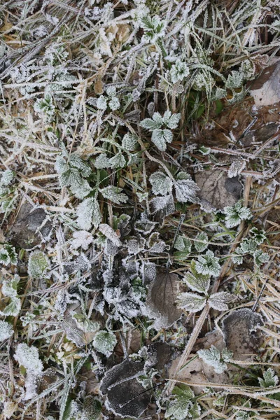 Foglie Coperte Gelo Terra — Foto Stock