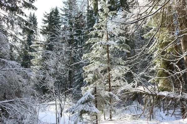 Schnee Wald Wintertag — Stockfoto