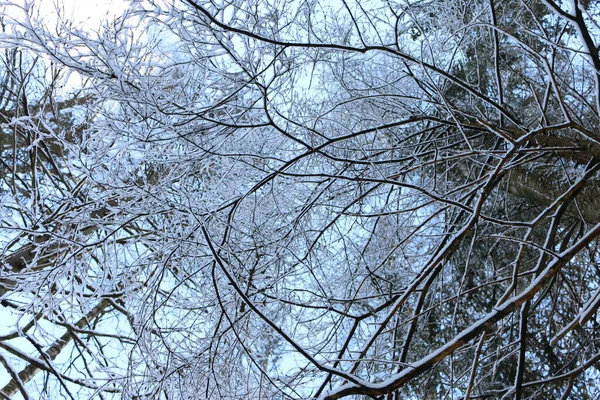 Ramas Nieve Vista Inferior — Foto de Stock