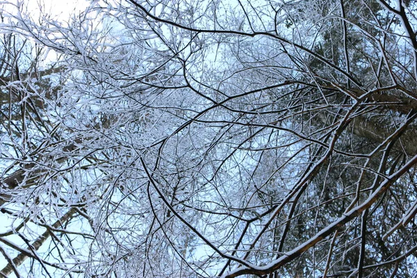 Schnee Äste Unten Ansicht — Stockfoto