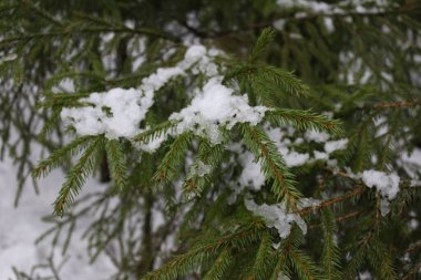 Kışın çam dalları Ormanda makro ateş altında