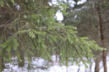 Kışın çam dalları Ormanda makro ateş altında