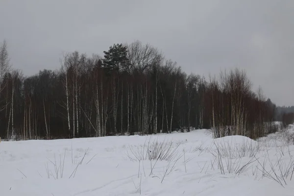 Snowy Field Pine Forest — Stock Photo, Image