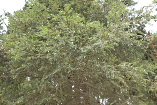 Kışın çam dalları Ormanda makro ateş altında