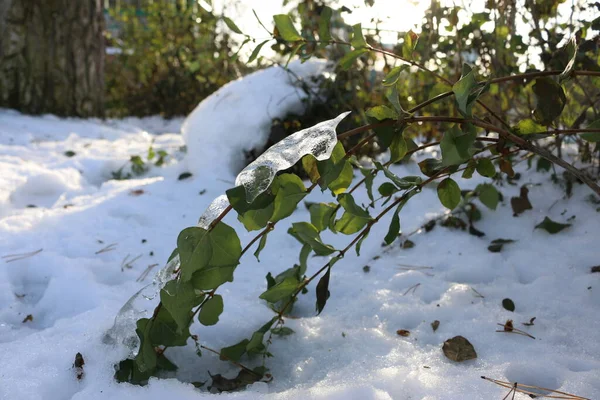 Cespugli Verdi Inverno Sulla Neve — Foto Stock