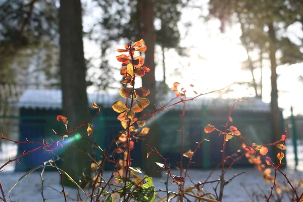 Feuilles Rouges Des Buissons Hiver Soleil — Photo