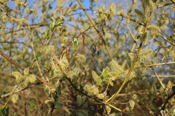 Цветущие Пушистые Ивовые Ветви Весной Крупным Планом Природном Макросе — стоковое фото
