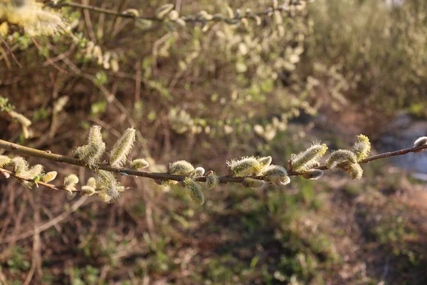 ふわふわの柳の枝を咲かせる自然マクロ — ストック写真