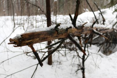 Karla kaplı bir ağaç gövdesi.