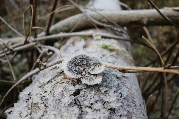 被霜冻覆盖的树的树皮 — 图库照片