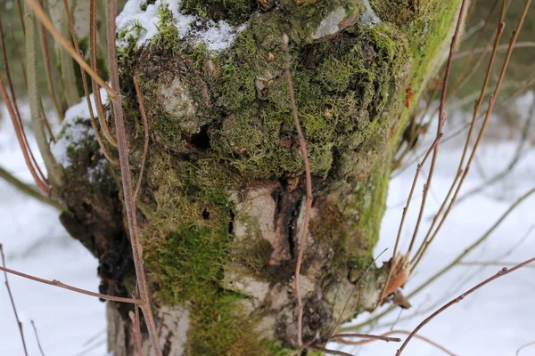 Fallen Tree Trunk Covered Moss — Stock Photo, Image