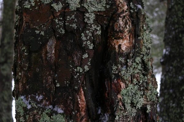 Tronco Árbol Caído Cubierto Musgo — Foto de Stock