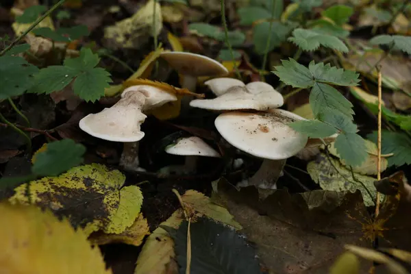 Porcini Mushrooms Toadstools Autumn Forest Yellow Leaves Trees — Stock Photo, Image