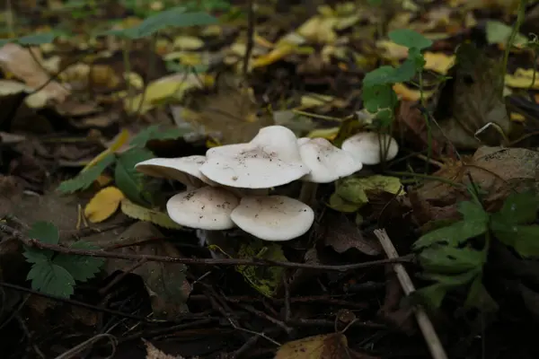 Grzyby Porcini Muchomory Jesienią Lesie Żółte Liście Drzew — Zdjęcie stockowe