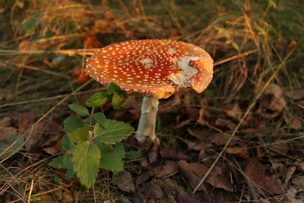 Amanita Egy Tündérerdőben Gomba Egy Tündérerdőben Ősz Erdőben Vörös Gomba — Stock Fotó