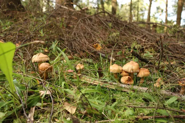 Taburetes Marrones Bosque — Foto de Stock