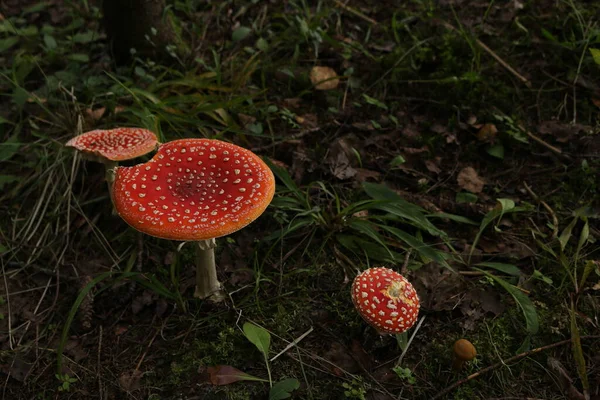 Amanita Lesie Wróżki Grzyby Bajkowym Lesie Jesień Lesie Czerwony Grzyb — Zdjęcie stockowe