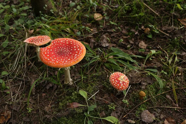 Amanita in a fairy forest. Mushroom in a fairy forest. Autumn in the forest. Red mushroom. Toxic mushroom.