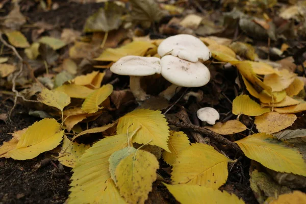 Porcini Mushrooms Toadstools Autumn Forest Yellow Leaves Trees — Stock Photo, Image