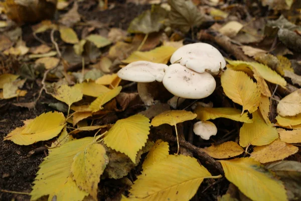 Cogumelos Porcini Toadstools Outono Floresta Folhas Amarelas Árvores — Fotografia de Stock