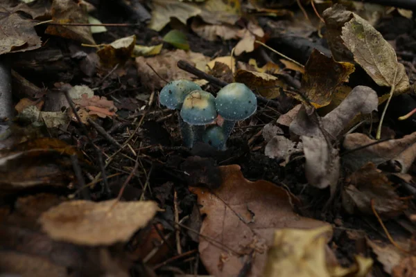 Blue Toadstools Forest — Stock Photo, Image