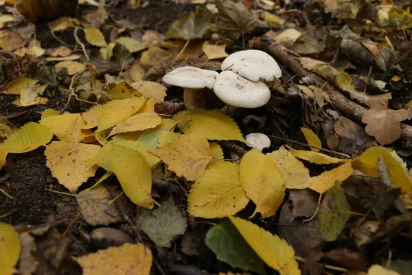 Porcini Mushrooms Toadstools Autumn Forest Yellow Leaves Trees — Stock Photo, Image