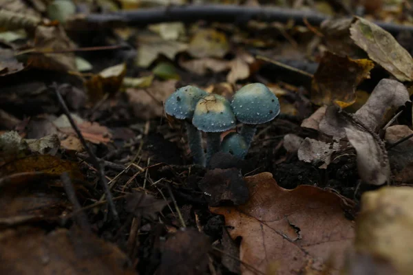 Taburetes Azules Bosque — Foto de Stock