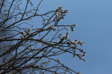 söğüt, kabarık tomurcuklar ağaçlarda, ilkbaharın başlarında