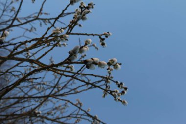 söğüt, kabarık tomurcuklar ağaçlarda, ilkbaharın başlarında