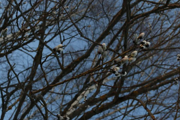 柳や木の上のふわふわの蕾早春 — ストック写真