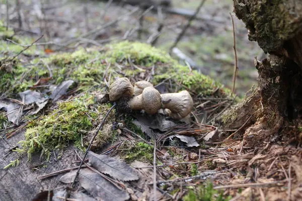 Bevroren Mos Een Boom Vorst Planten — Stockfoto