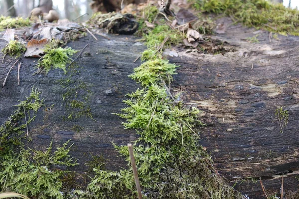 Mousse Gelée Sur Arbre Gel Sur Les Plantes — Photo