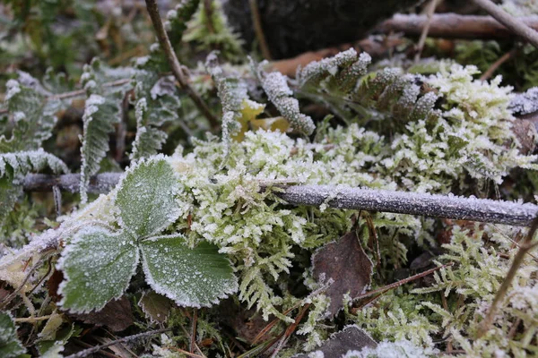 frozen moss on a tree. the frost on the plants