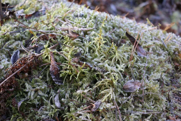 frozen moss on a tree. the frost on the plants