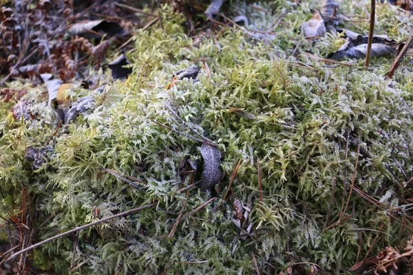 Frozen Moss Tree Frost Plants — Stock Photo, Image