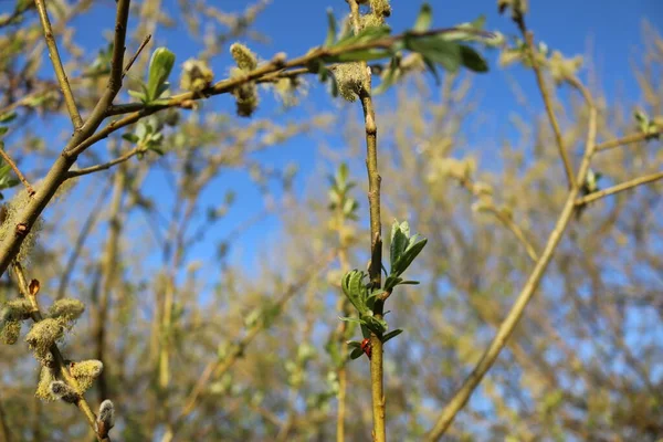 Duas Joaninhas Fazendo Sexo Primavera — Fotografia de Stock