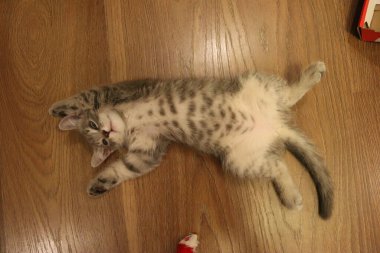 Gri İngiliz kedi yavrusu oynanıyor