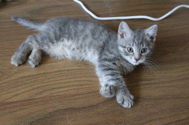 Küçük meraklı İngiliz gri kedicik.