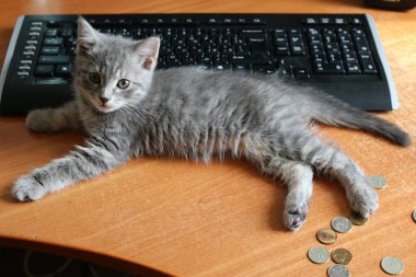 Küçük meraklı İngiliz gri kedicik.