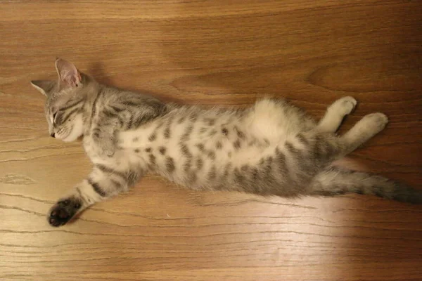 잠자는 귀여운 주물같은 고양이 — 스톡 사진